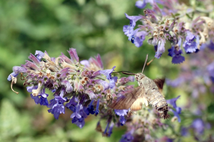 Papillons