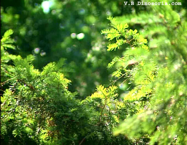 Caulerpa taxifolia