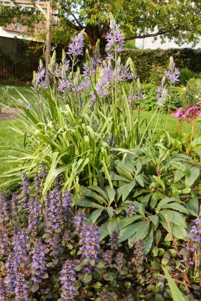 camassia et ajuga reptans pourpre - avril 2014