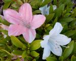Identification par les fleurs !