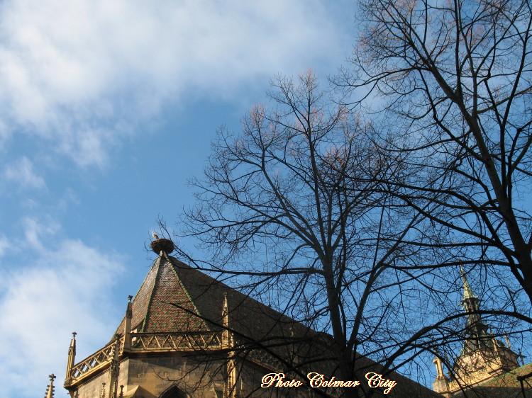 Colmar le nez en l’air : Cigogne