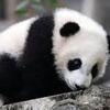 Jeune panda 2