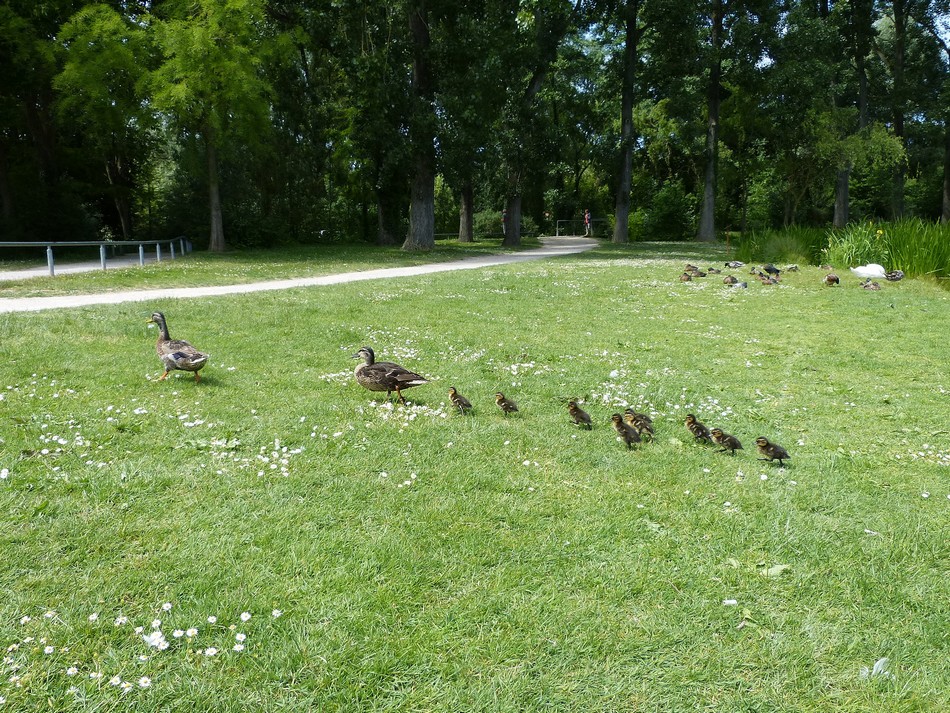 Des cygnes, des cannes et des cannetons