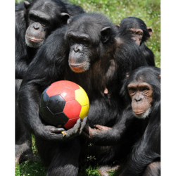 SINGE : Des chimpanzés qui jouent au football
