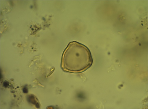 Le pollen du genre Corylus, le noisetier