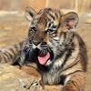 Jeune tigre baille