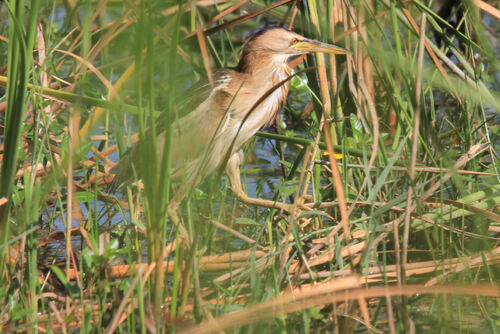 Blongios Nain (Little Bittern)