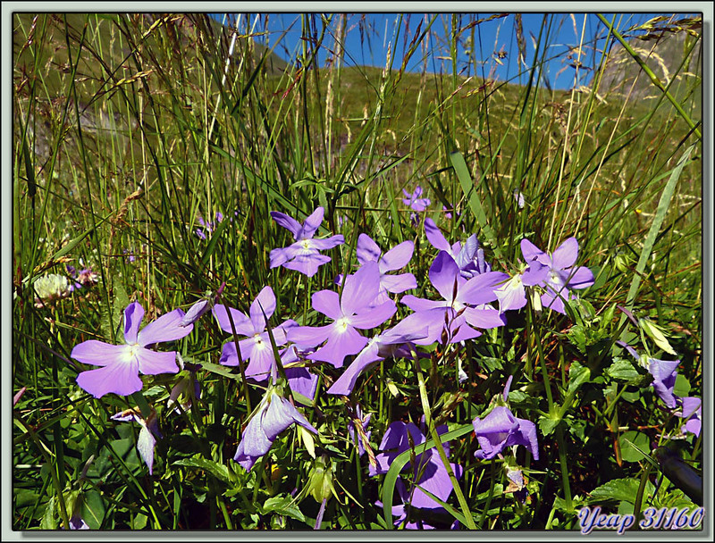 Violette ou pensée cornue (Viola cornuta), fleur endémique des Pyrénées - Val d'Esquierry - Oô - 31  (Flore) 