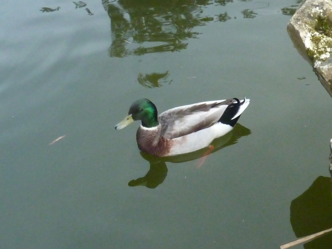 Ballade au parc