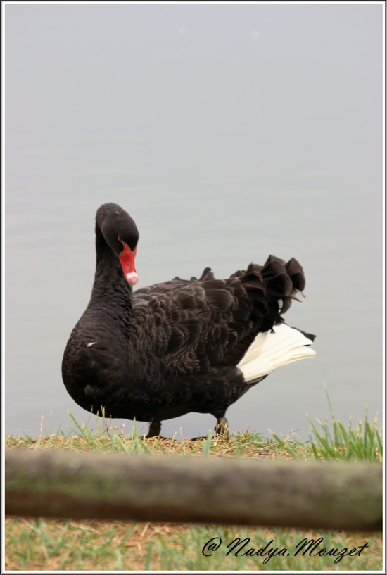 Le cygne noir