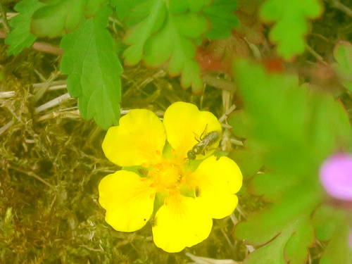 Quelques fleurs sauvages 