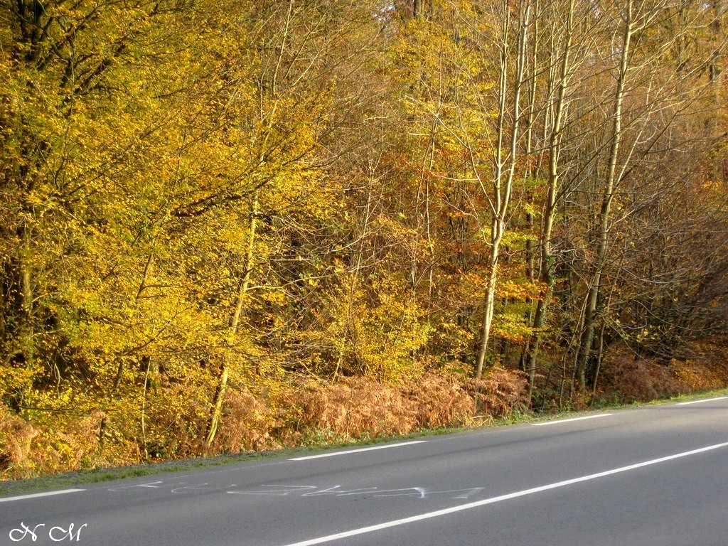 Promenade en forêt