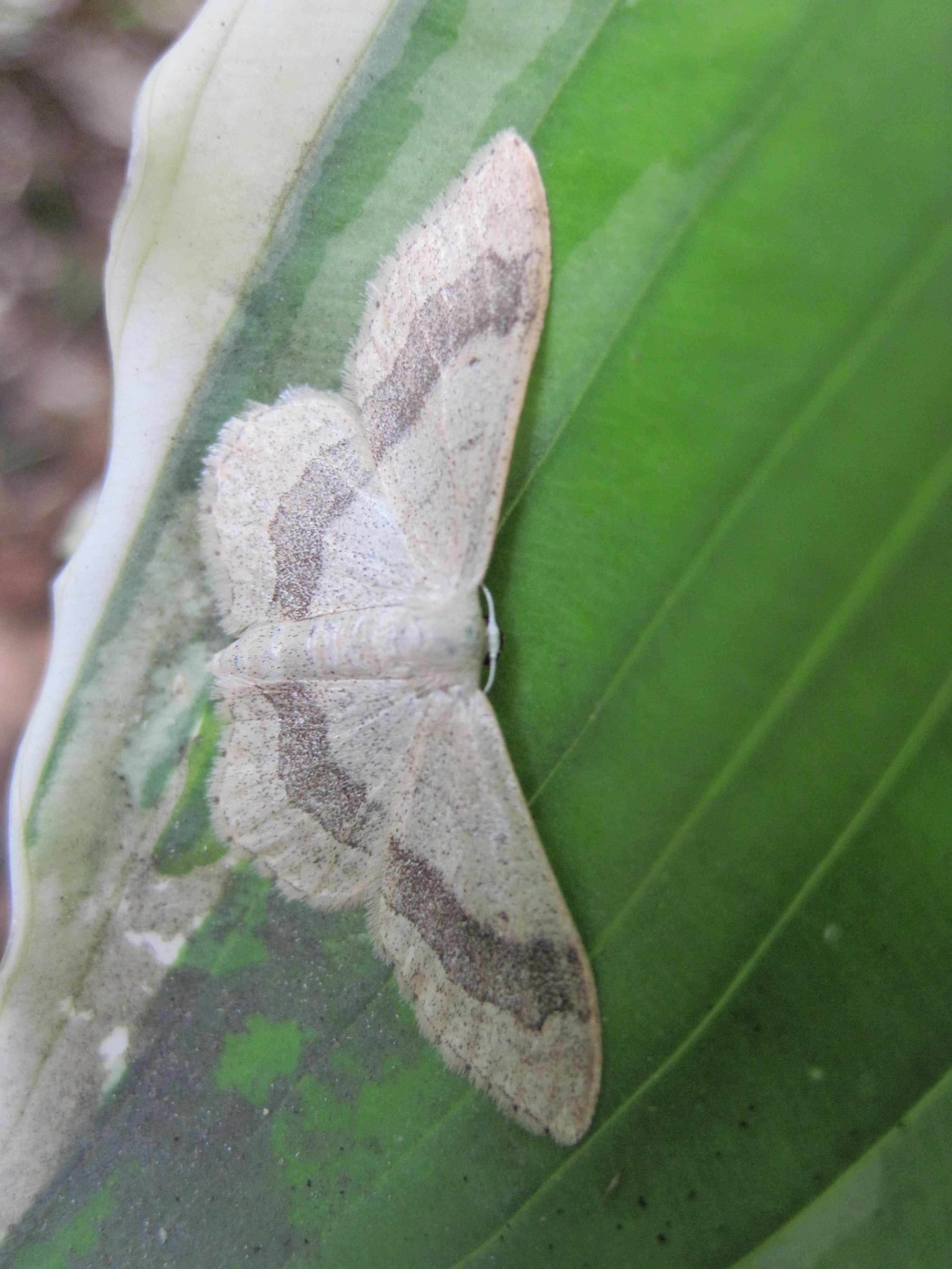 Papillon de nuit blanc grisé Idaea aversata - Sable émouvant