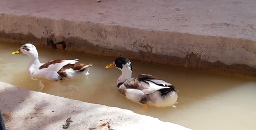 De Erfoud à Ouled Chaker