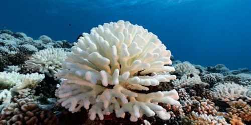 Sirène de corail