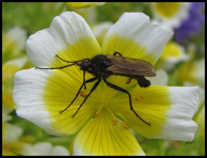 Empis marqueté.