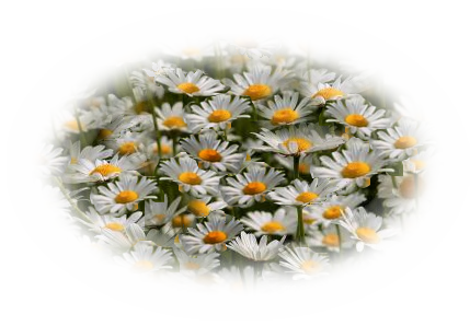 Tube Marguerite