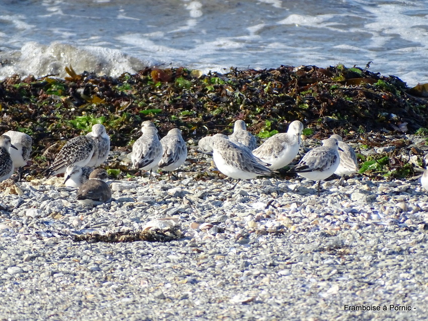 Pornic, Les oiseaux du littoral juillet 2019