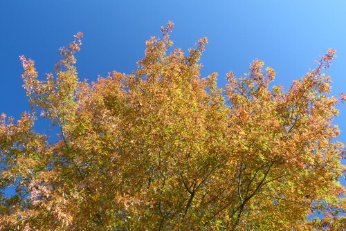 couleurs automnes 