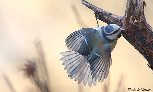 Mésange bleue