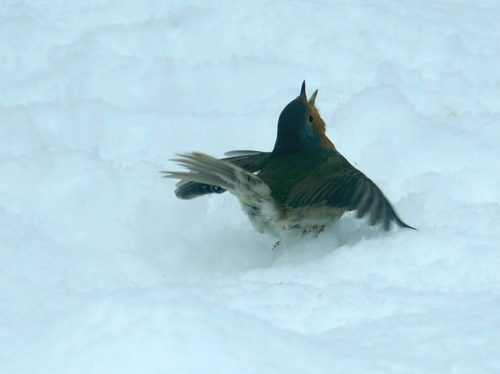 Le Rouge gorge dans la neige