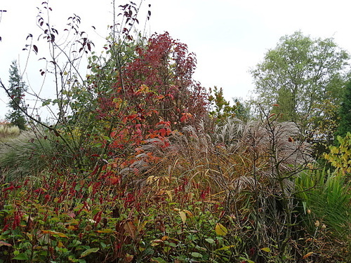 Couleurs d'automne aux jardins Amoena