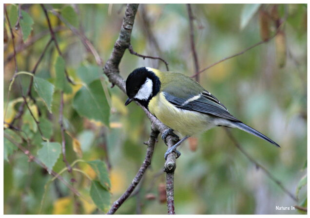 Mésange charbonnière