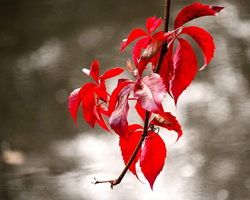 autumn-leaves-1.jpg