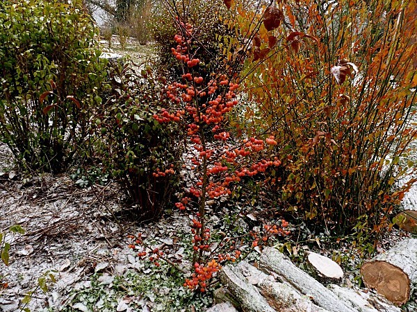 Buisson neige