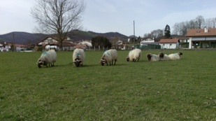 moutons basques