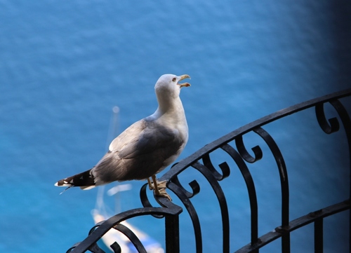 chats de Capri et autres bestioles