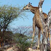Girafe (Namibie)