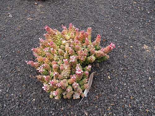 Lanzarote : Jardin des cactus