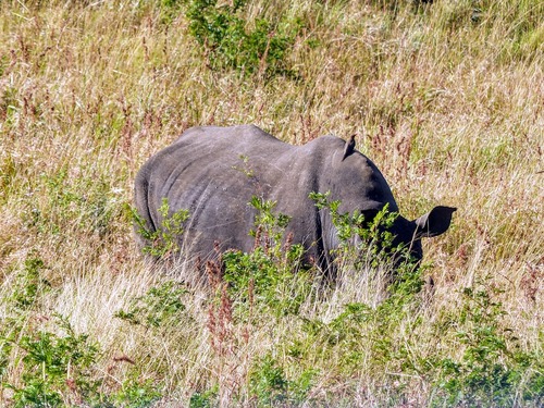réserve de Hluhluwe;le quartier des rhinocéros;