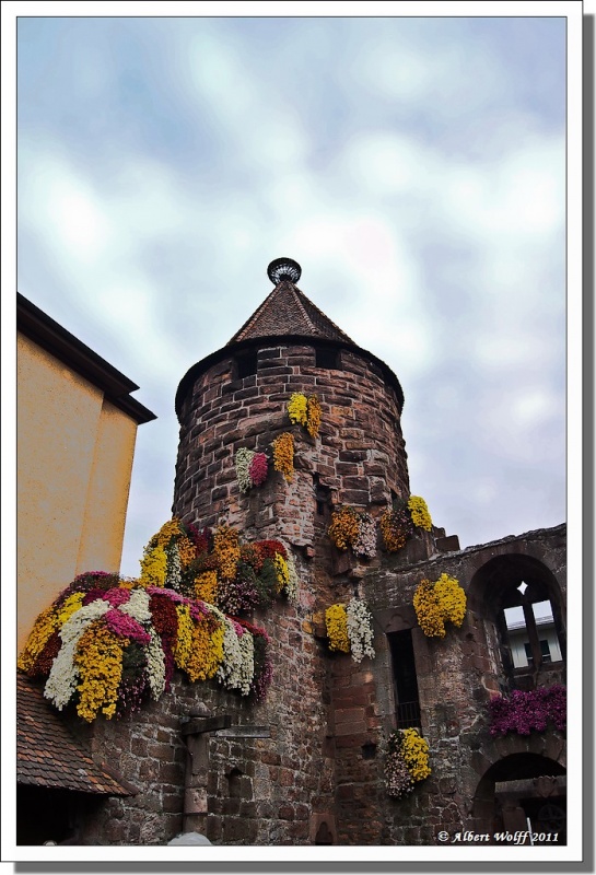 La fête du chrysanthème