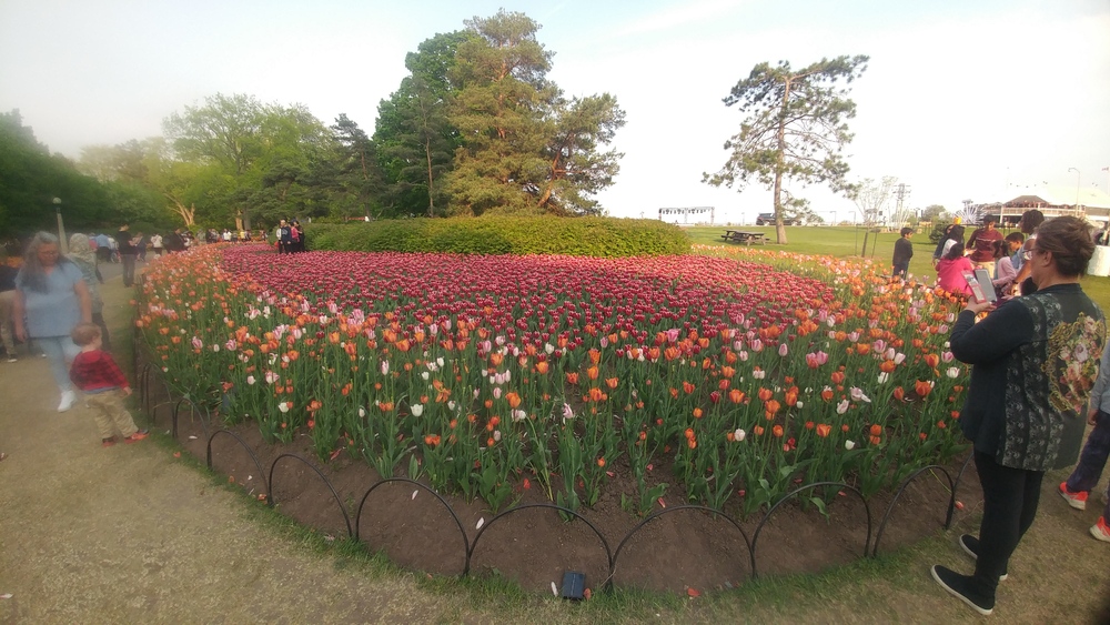 Ottawa Tulip Festival on May 15th 2023