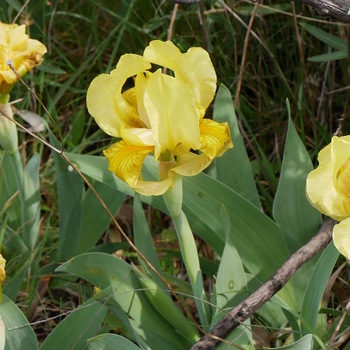 Iris tout jaune