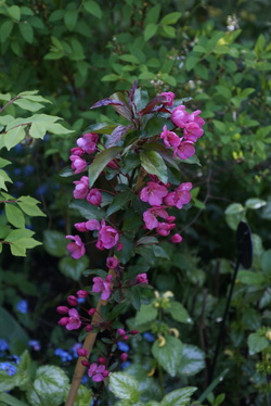 Malus 'Prairie Fire'