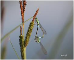 MES PHOTOS - PETITES BETES