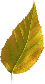 Tubes feuilles