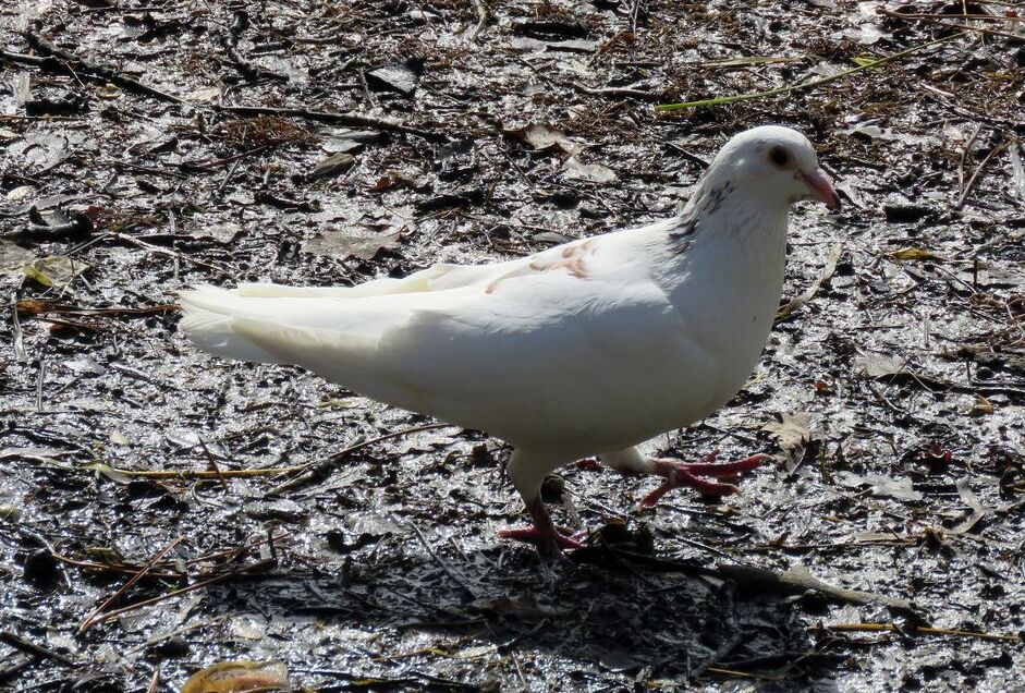 des oiseaux qui ... hi hi