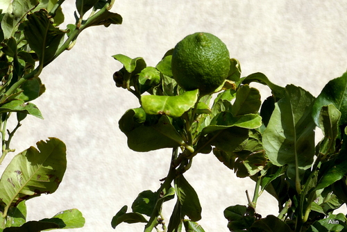 Agrumes verts sur l'arbre !