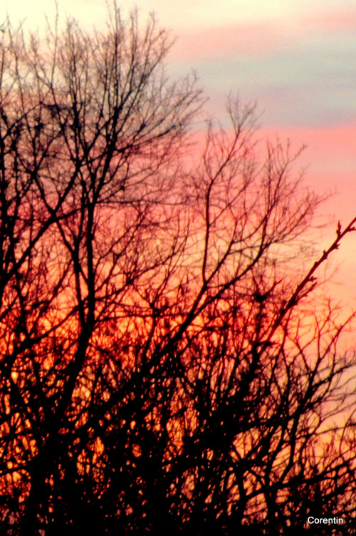 Des branches le soir !