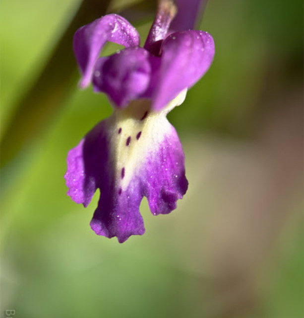 Fleur d'orchis à larges feuilles