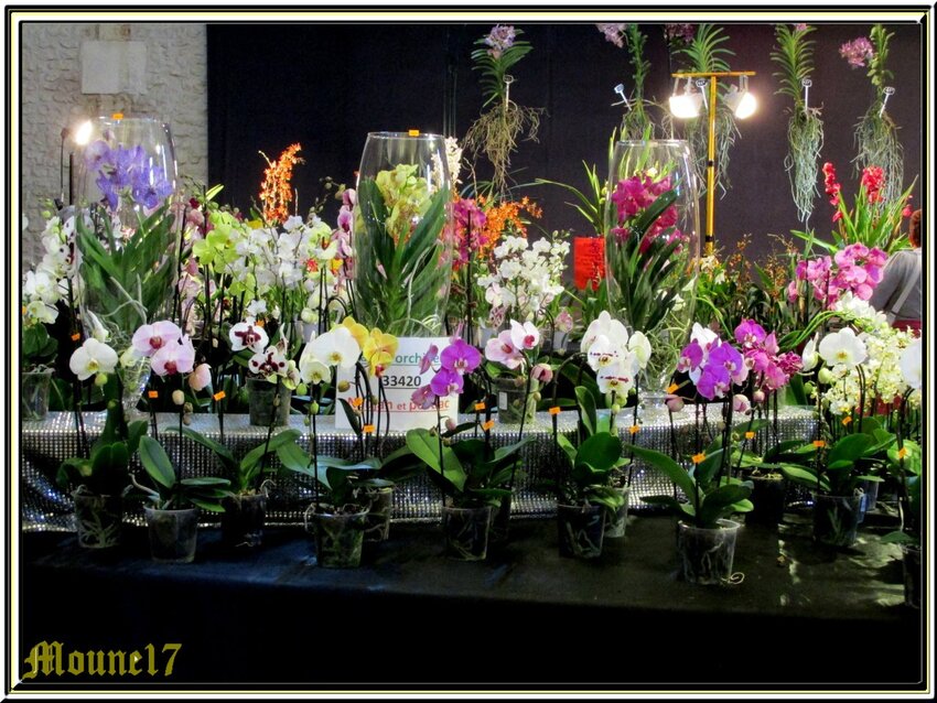 Exposition d'orchidées à Segonzac en charente