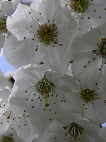 fleurs cerisier face