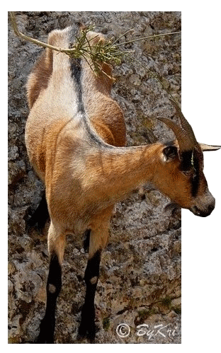 Chèvre Hors cadre 2