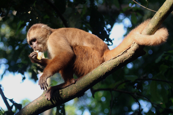 Singe - Madre de Dios