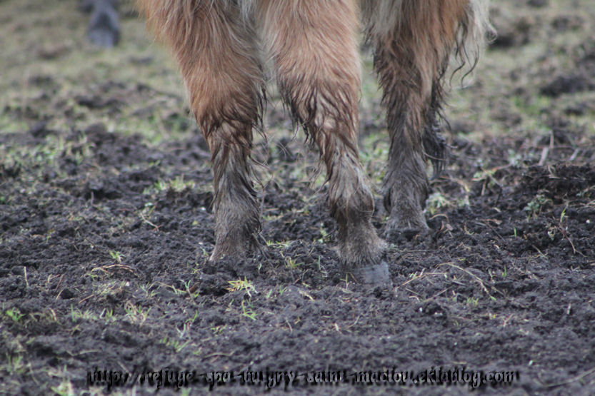 Les poneys d'Epagne Epagnette ....