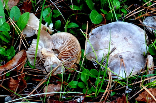 Des champignons 